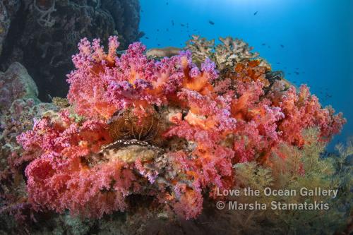 Soft Corals